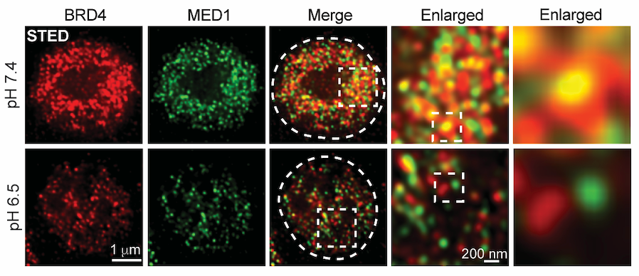 brd4_condensates